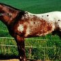 Appaloosa 02